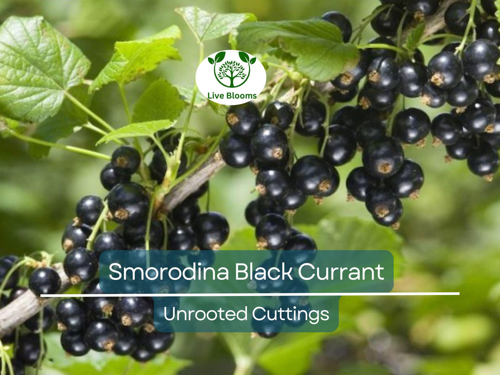 6 Black Currant (Smorodina) Unrooted Cuttings 6-9" Organic, Non-GMO, Fresh, Perfect for Rooting, Fruit Bush, Healthy & Delicious Berries