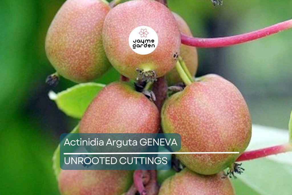 10 Hardy Kiwi Geneva Female Cuttings | Organic Actinidia Arguta | Grow Your Own Tropical Fruit | Root Yourself
