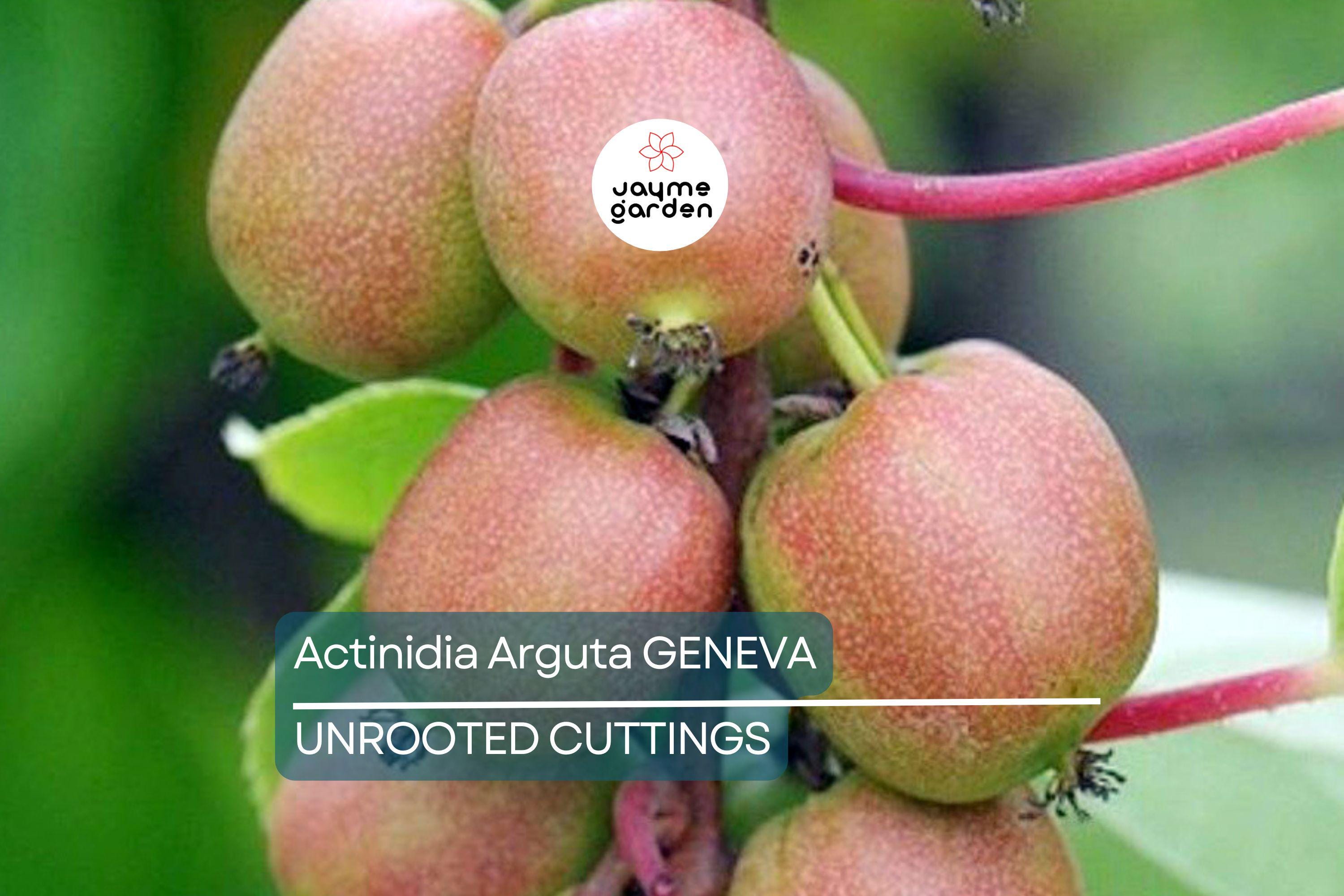 10 Hardy Kiwi Geneva Female Cuttings | Organic Actinidia Arguta | Grow Your Own Tropical Fruit | Root Yourself