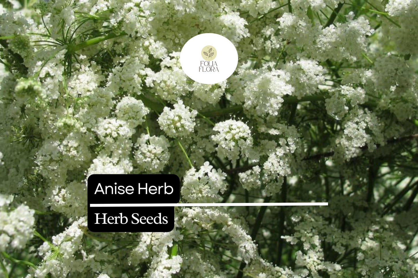 200 Seeds Anise, Pimpinella Anisum, Aromatic Herb for Culinary and Garden Use