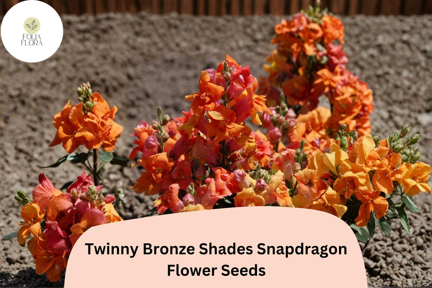 1000+ Twinny Bronze Shades Snapdragon Seeds | Antirrhinum majus | Double Bloom Mix in Bronze & Peach Tones