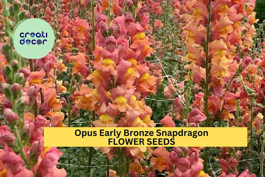 1000+ Opus Early Bronze Snapdragon Seeds – Warm Bronze-Peach Blooms for Garden Planting, Early-Blooming Cut Flowers – USA