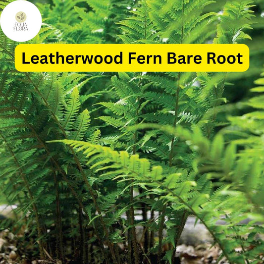 3 Leatherwood Ferns (Dryopteris marginalis), Premium Native Woodland Bare Root Plants