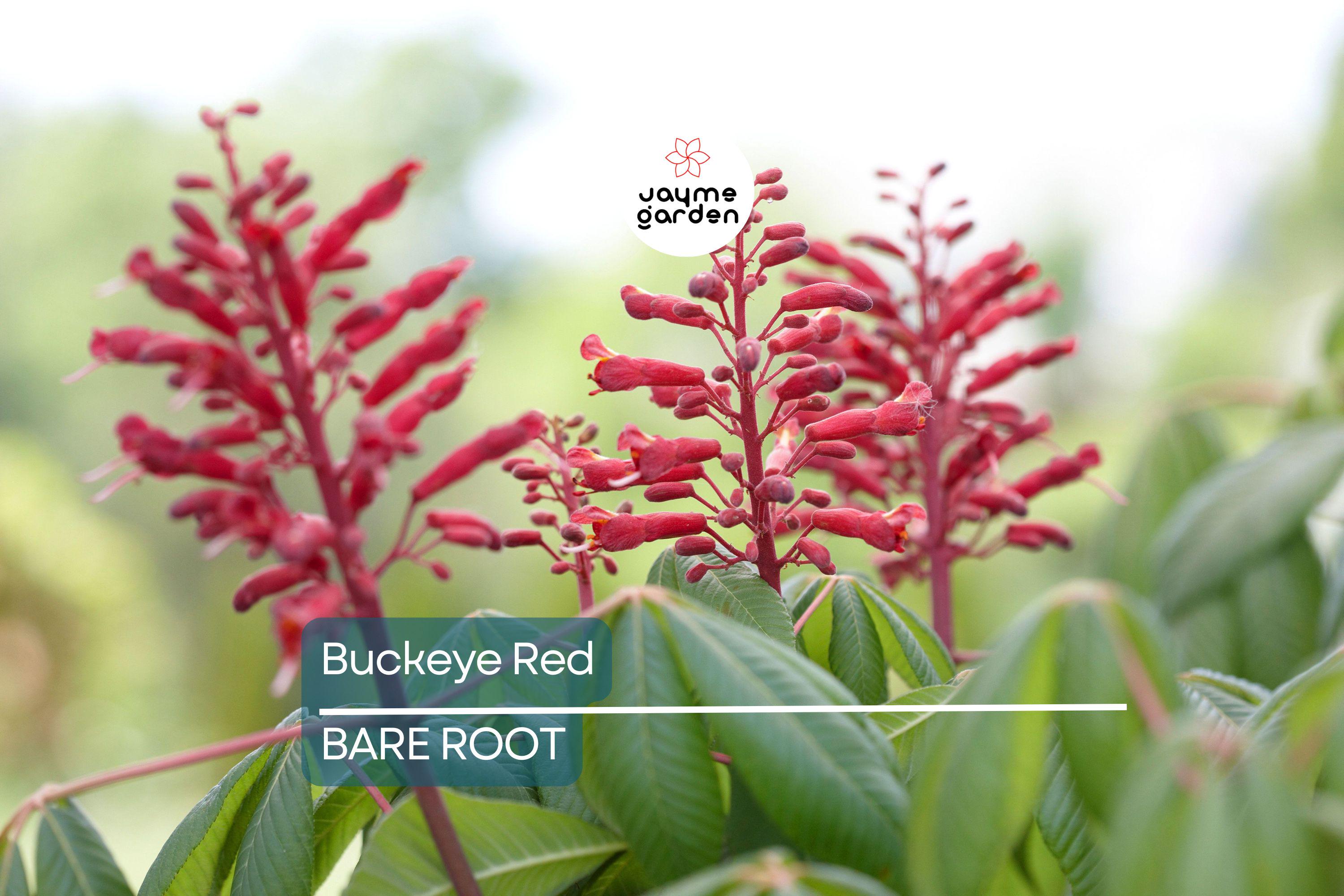 2 Buckeye Red Tree Bare-root, Stunning Red Spring Blooms, Oval Shape, Great Specimen Tree, Early Foliage, Zones 4-8
