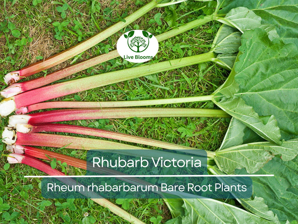 1 Rhubarb Victoria Bare Root Plant – Heirloom Perennial Vegetable for Garden – Easy to Grow, Tart Stalks, Organic Garden Favorite
