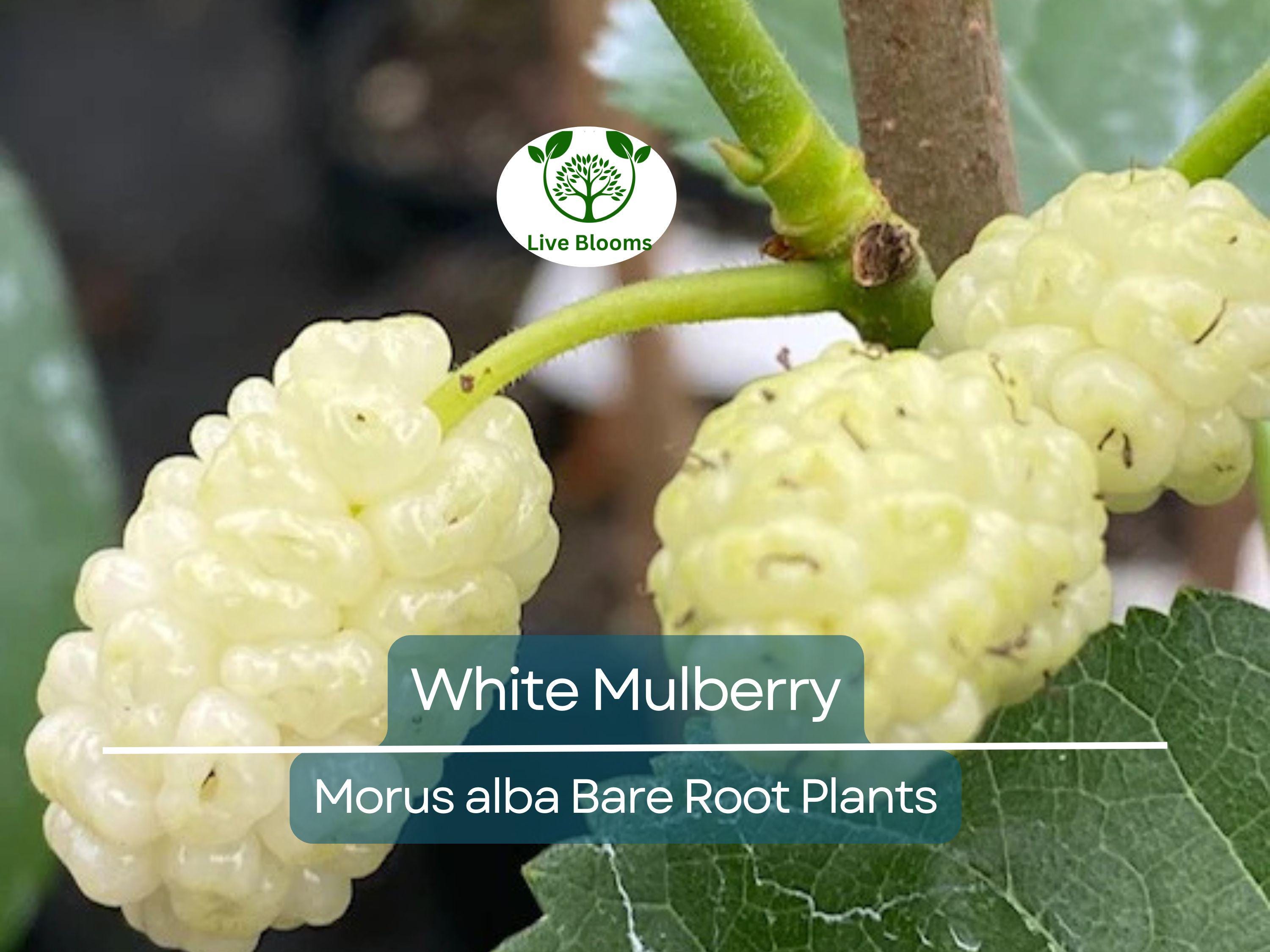 1 White Mulberry Tree – Morus Alba Live Bare Root Tree 1–2 Ft Tall – Fast-Growing Fruit Tree for Garden or Landscape