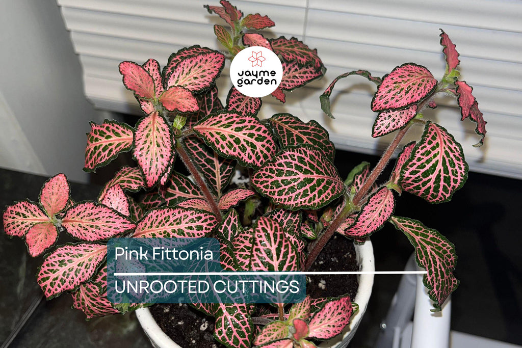 Pink Fitonia Cutting in Propagation Cup - Sealed with Sphagnum Moss, Easy Rooting, Live Arrival Guarantee