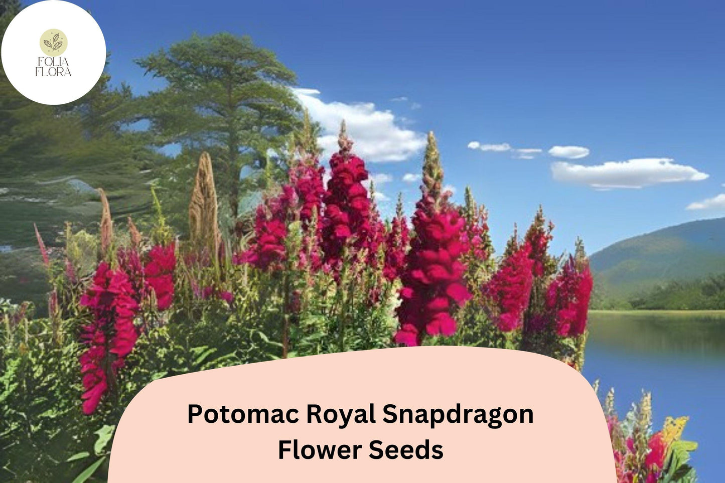 Antirrhinum majus Potomac Royal Snapdragon Seeds – 1000+ Rich Purple Blooms for Garden & Cut Flowers