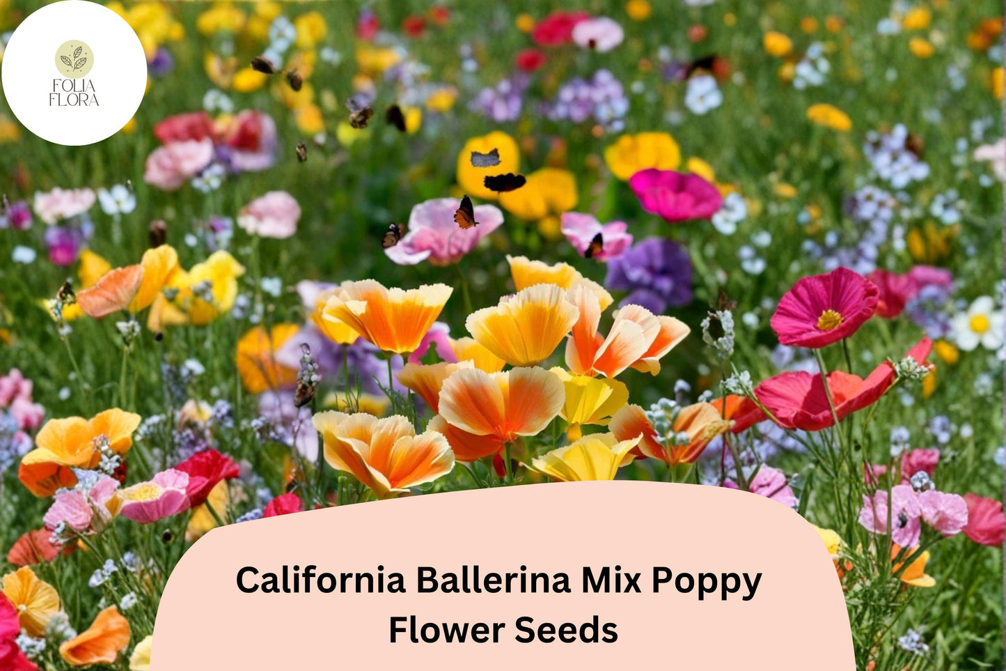200+ California Ballerina Mix Poppy Seeds | Eschscholzia californica | Mixed Color Blooms | Easy Wildflower Seeds