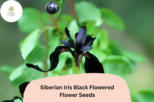30pcs Siberian Iris Seeds – Velvety Black Blooms for Elegant Garden Beauty
