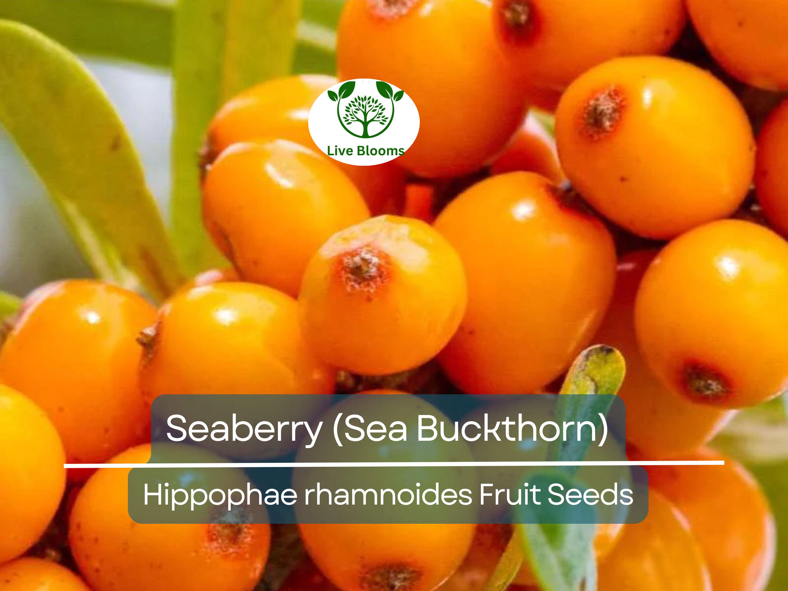 50 Seaberry Seeds - Sea Buckthorn (Hippophae rhamnoides), Edible Berry Fruit, High Yield, Organic, Nutrient-Rich, for Garden Planting