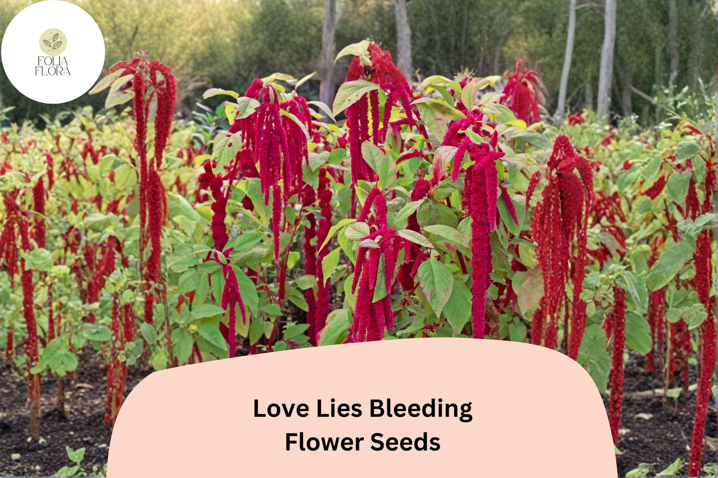 Love Lies Bleeding Seeds – 100 Amaranthus caudatus | Ornamental Trailing Red Flower