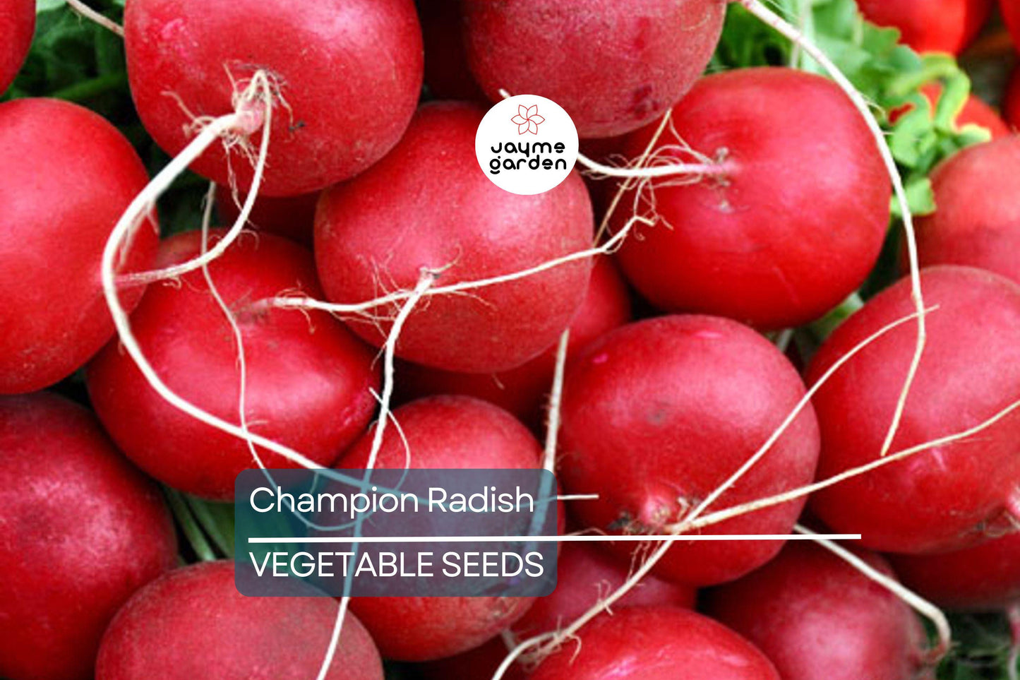 300 Champion Radish Seeds - Heirloom, Non-GMO, 1-2" Round Radishes, 6-8" Tall, Fast-Growing, USA Seller