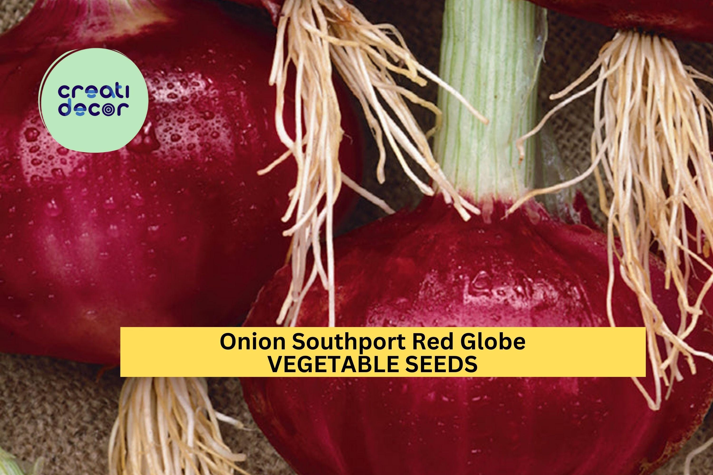 3pcs of 250mg Southport Red Globe Onion Seeds – Heirloom Variety with Deep Red Bulbs – Great Storage Onion Seeds for Planting