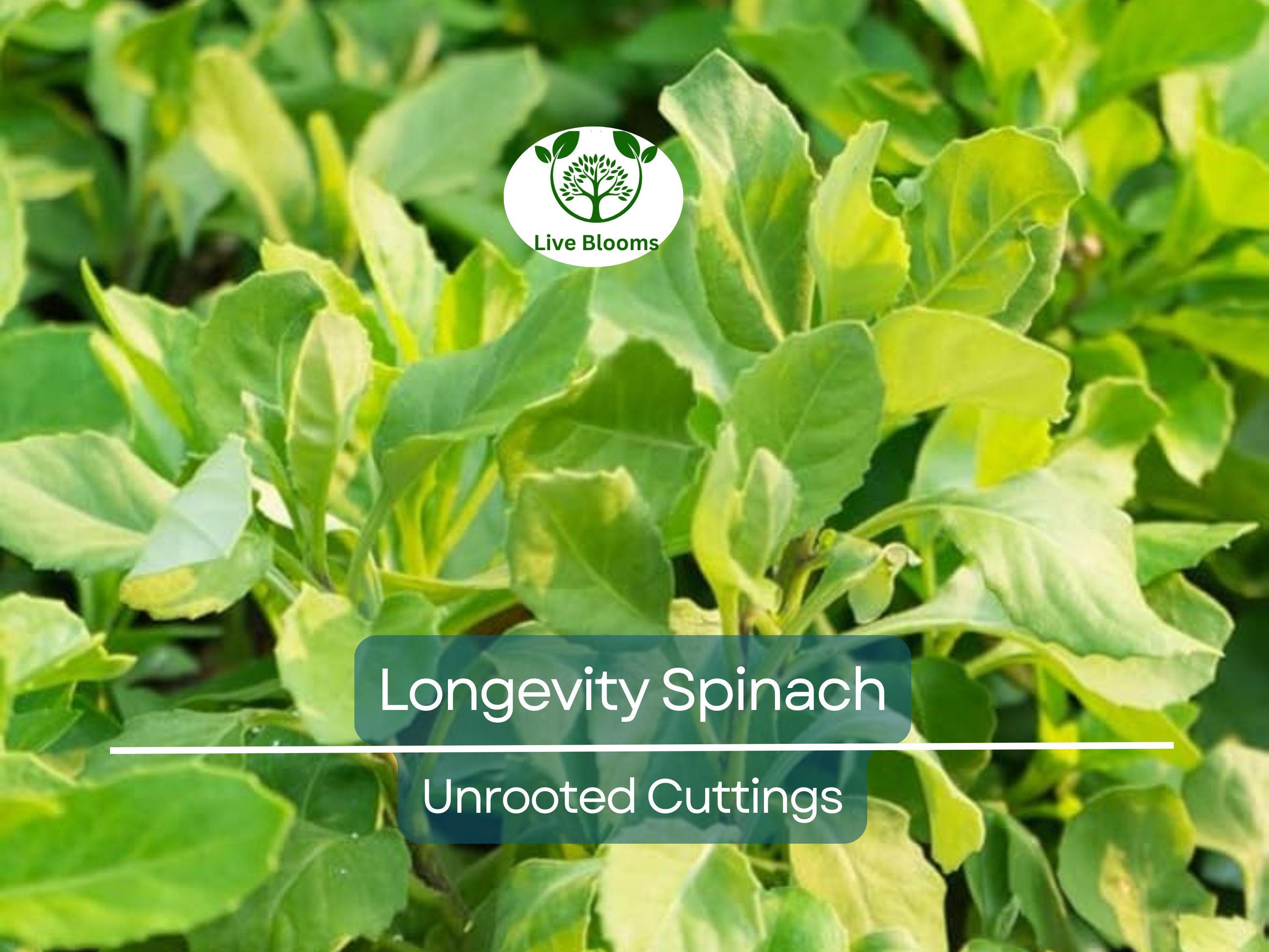 5 Longevity Spinach Gynura Procumbens Unrooted Cuttings 4" - Edible, Nutrient-Rich, Easy to Grow, Tropical Superfood, for Propagation