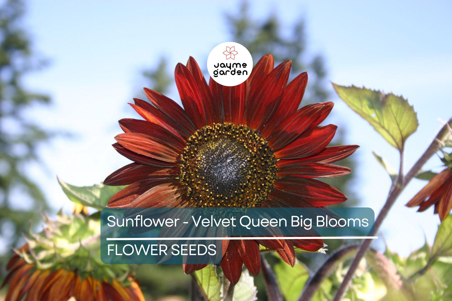 100 Velvet Queen Sunflower Seeds - Heirloom, Big Blooms, Non-GMO, Free Shipping