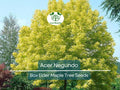 10 Seeds Acer Negundo (Box Elder Maple) for Planting - Hardy Tree for Gardens, Landscaping & Shade - Fast-Growing, Unique Tree Seeds