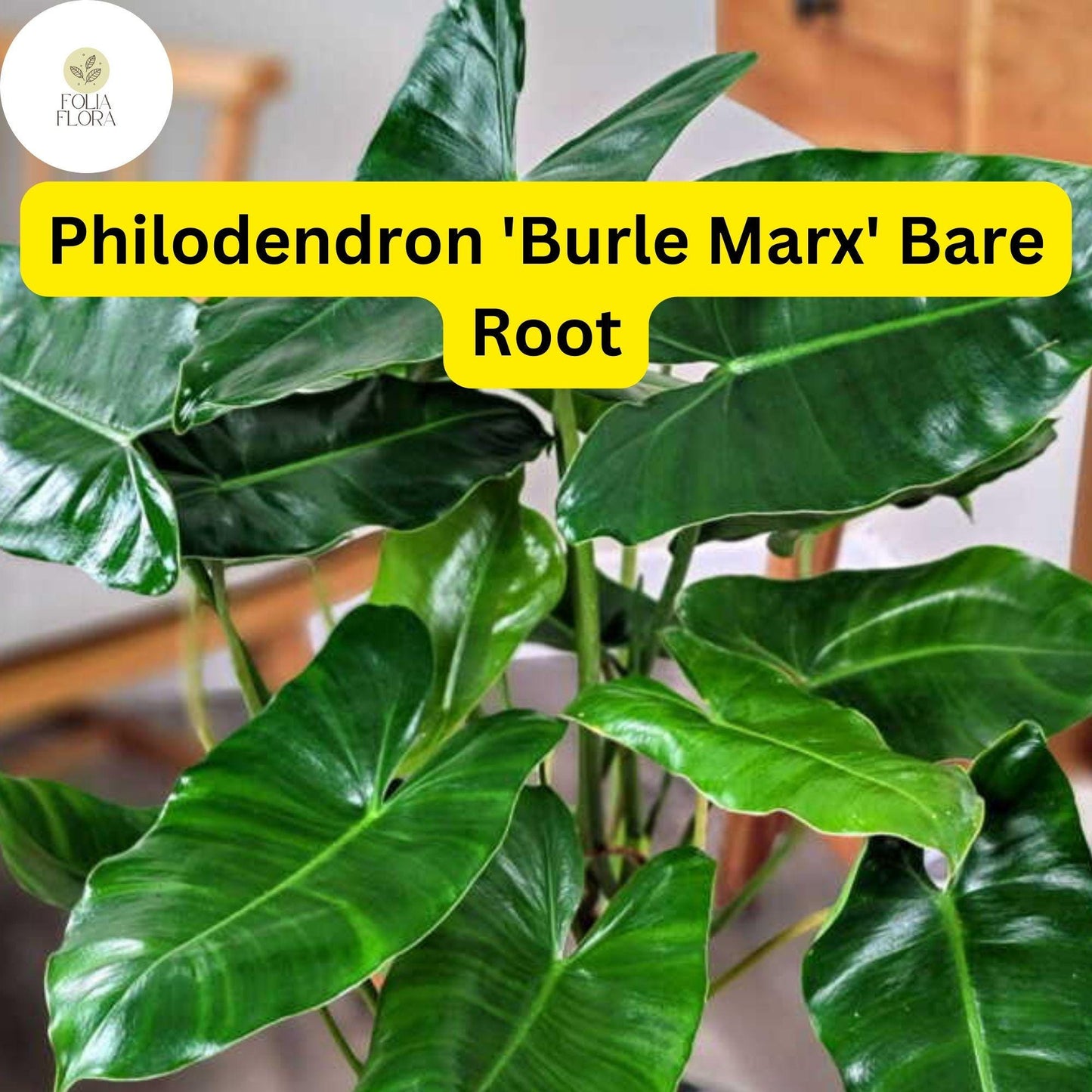 1 Philodendron 'Burle Marx' Live Rooted Plant, Bare Root, Tropical Indoor Houseplant, Easy to Grow