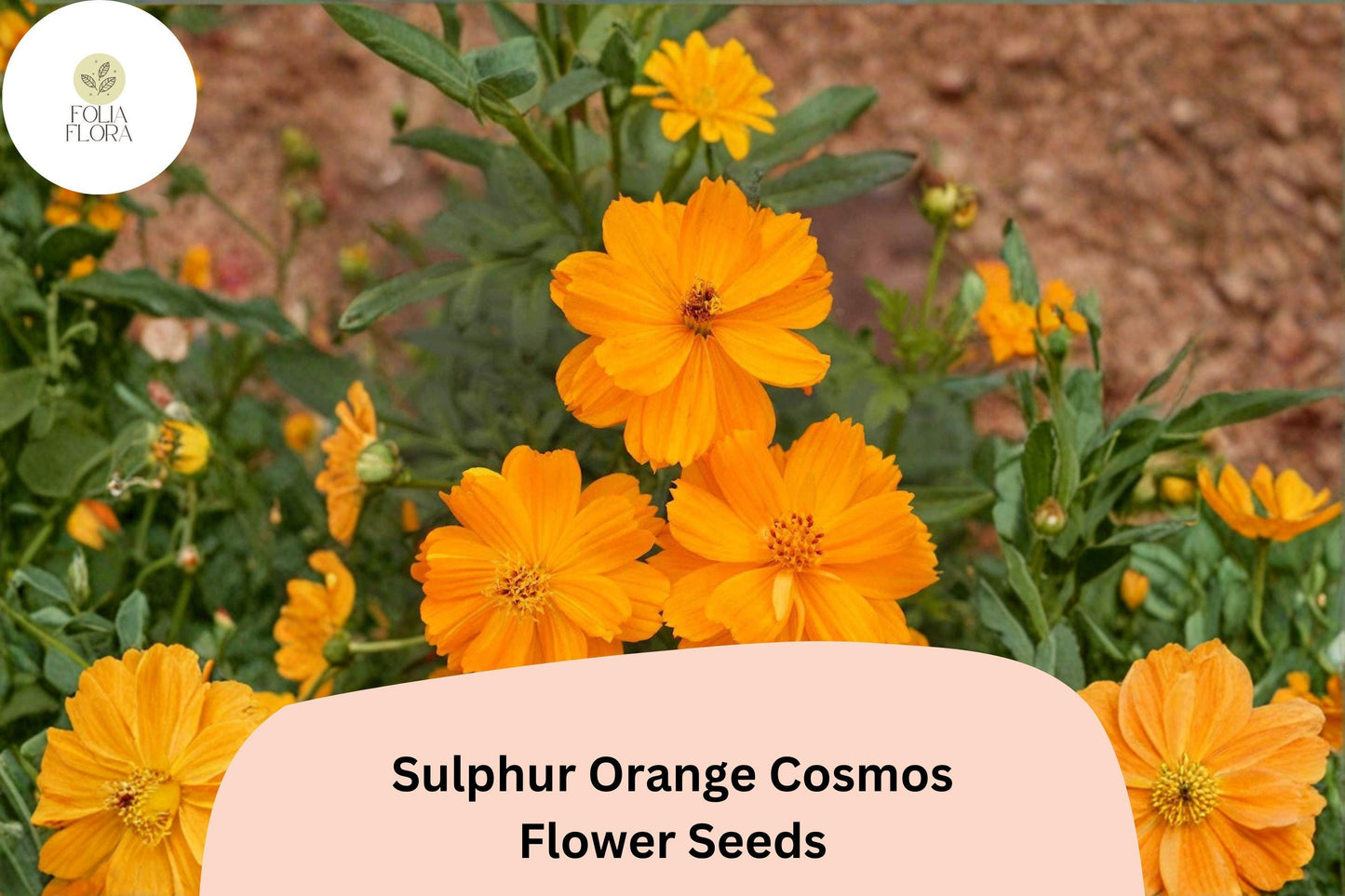 200+ Sulphur Orange Cosmos Seeds | Cosmos sulphureus | Bright Orange Blooms | Easy Annual Flower Seeds for Garden