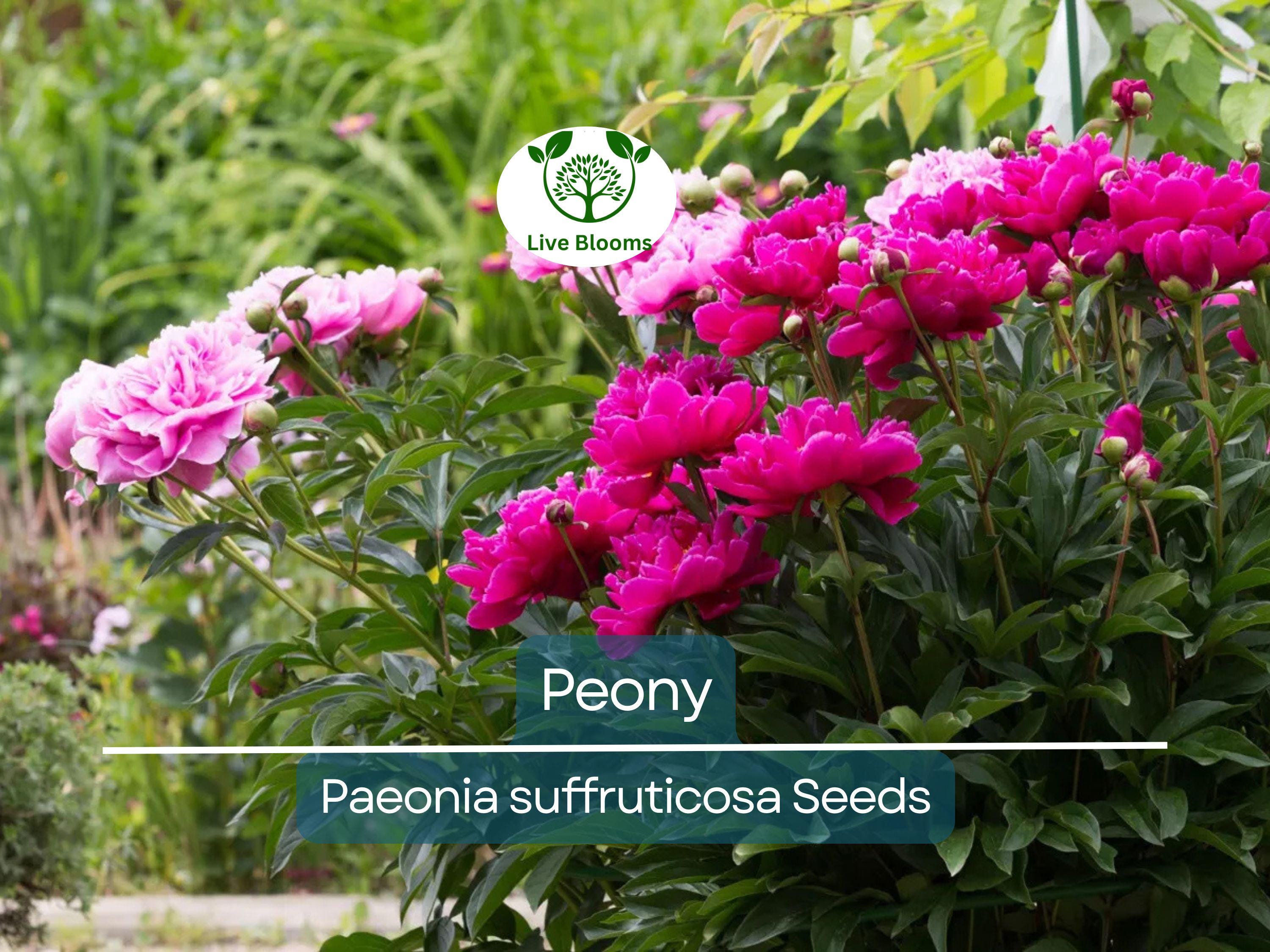 10 Peony Seeds Mix (Paeonia suffruticosa) Tree Bush Flower - Hardy, Colorful Blossoms for Garden, Perennial, Rare Peony Varieties
