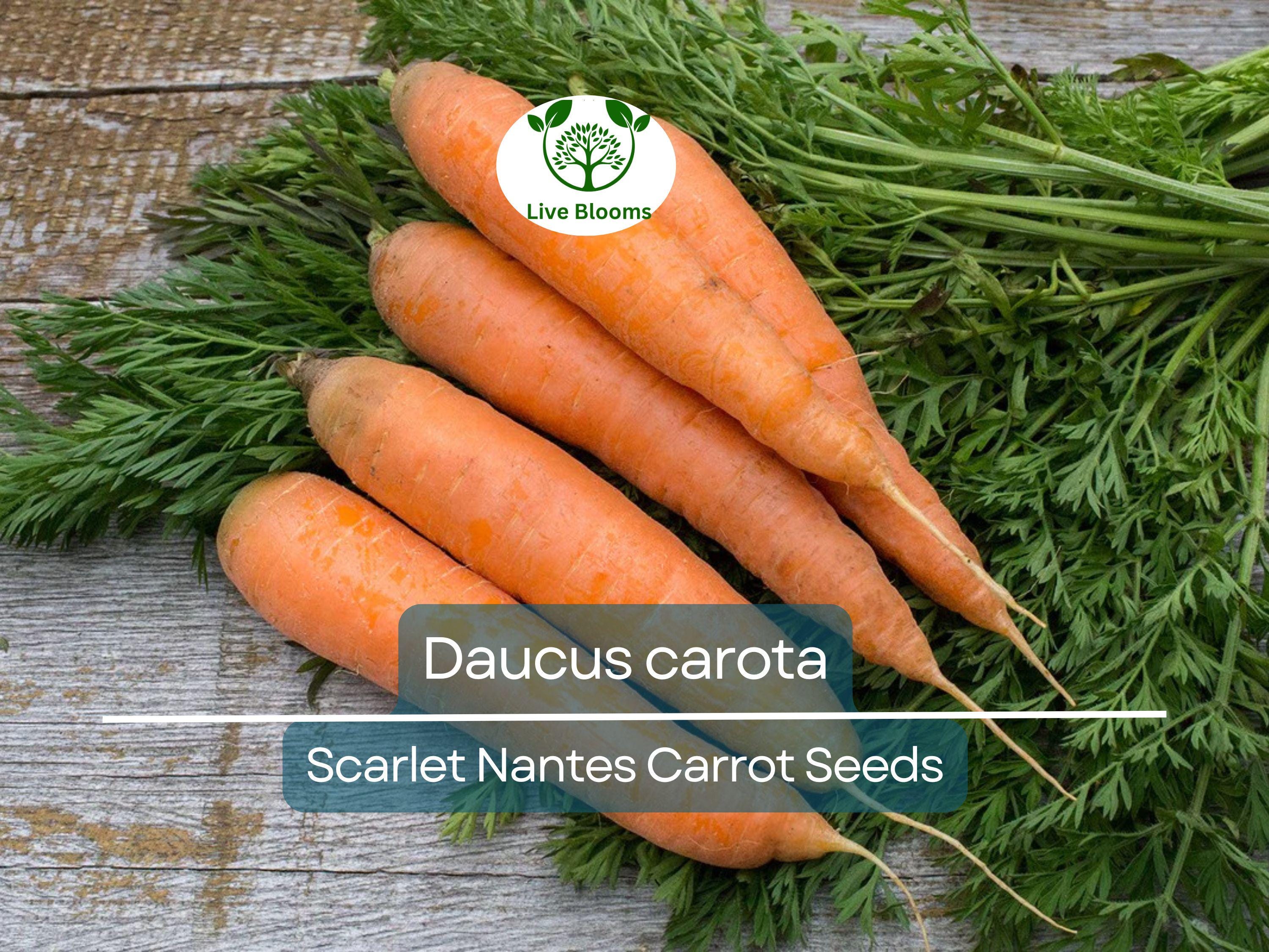 600 Seeds Scarlet Nantes Carrot - Daucus carota | Heirloom Carrot Seeds for Planting, Gardening & Sweet, Crisp Root Harvest