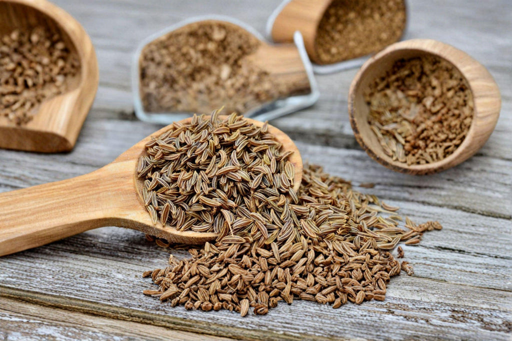 Caraway 300 Seeds | Traditional Culinary Spice | Aromatic Seeds | Hardy Biennial Herb
