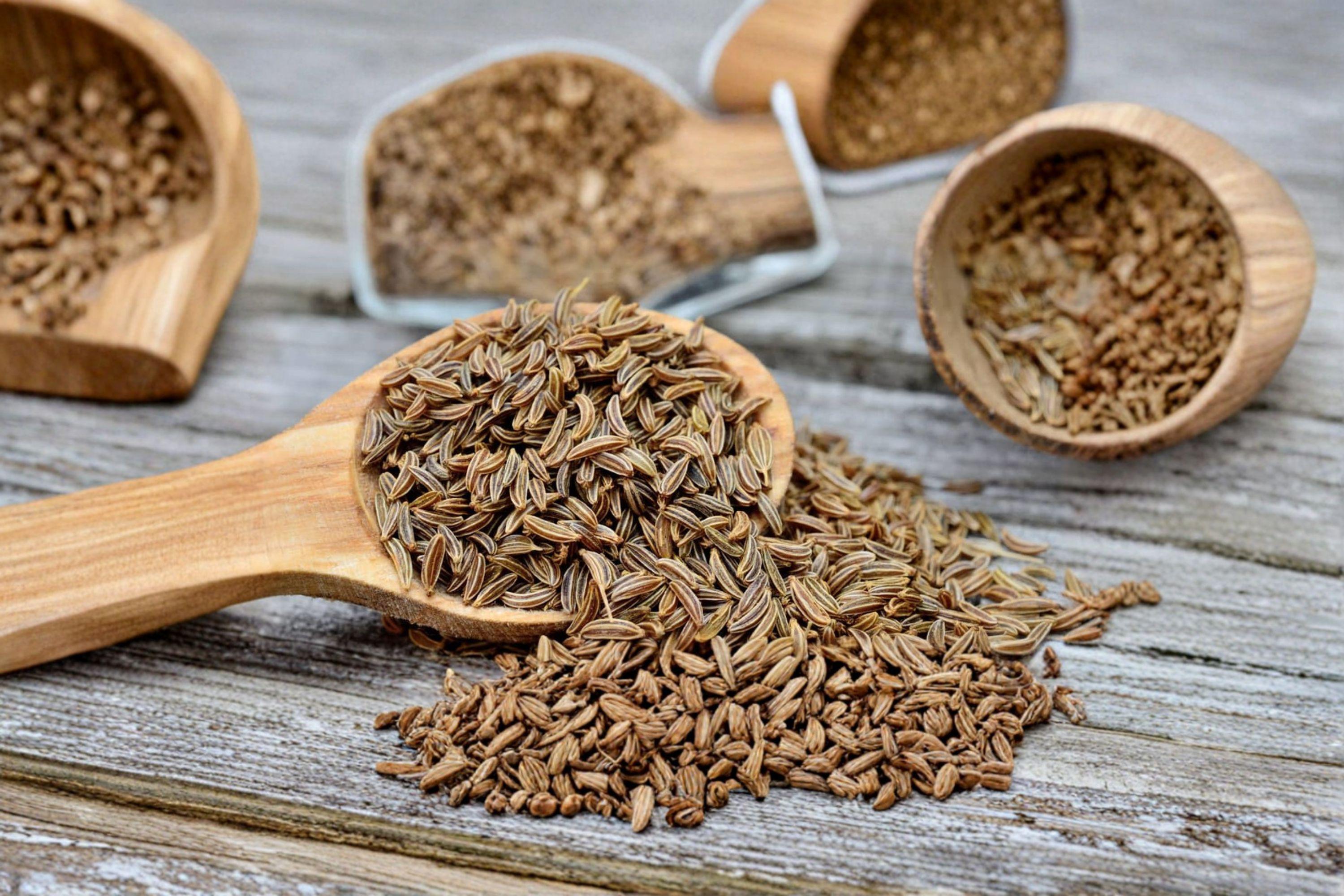 Caraway 300 Seeds | Traditional Culinary Spice | Aromatic Seeds | Hardy Biennial Herb