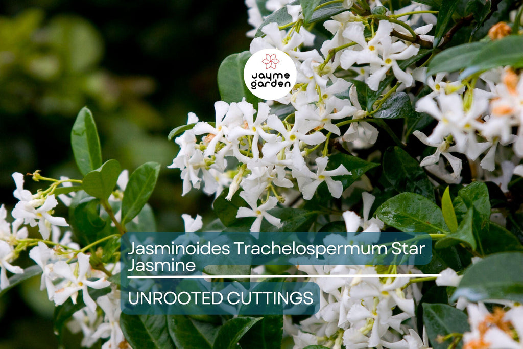 Star Jasmine Cuttings - 7 Live 6" Unrooted Cuttings, Fast-Growing, Fragrant White Blooms, USDA Zones 8-10