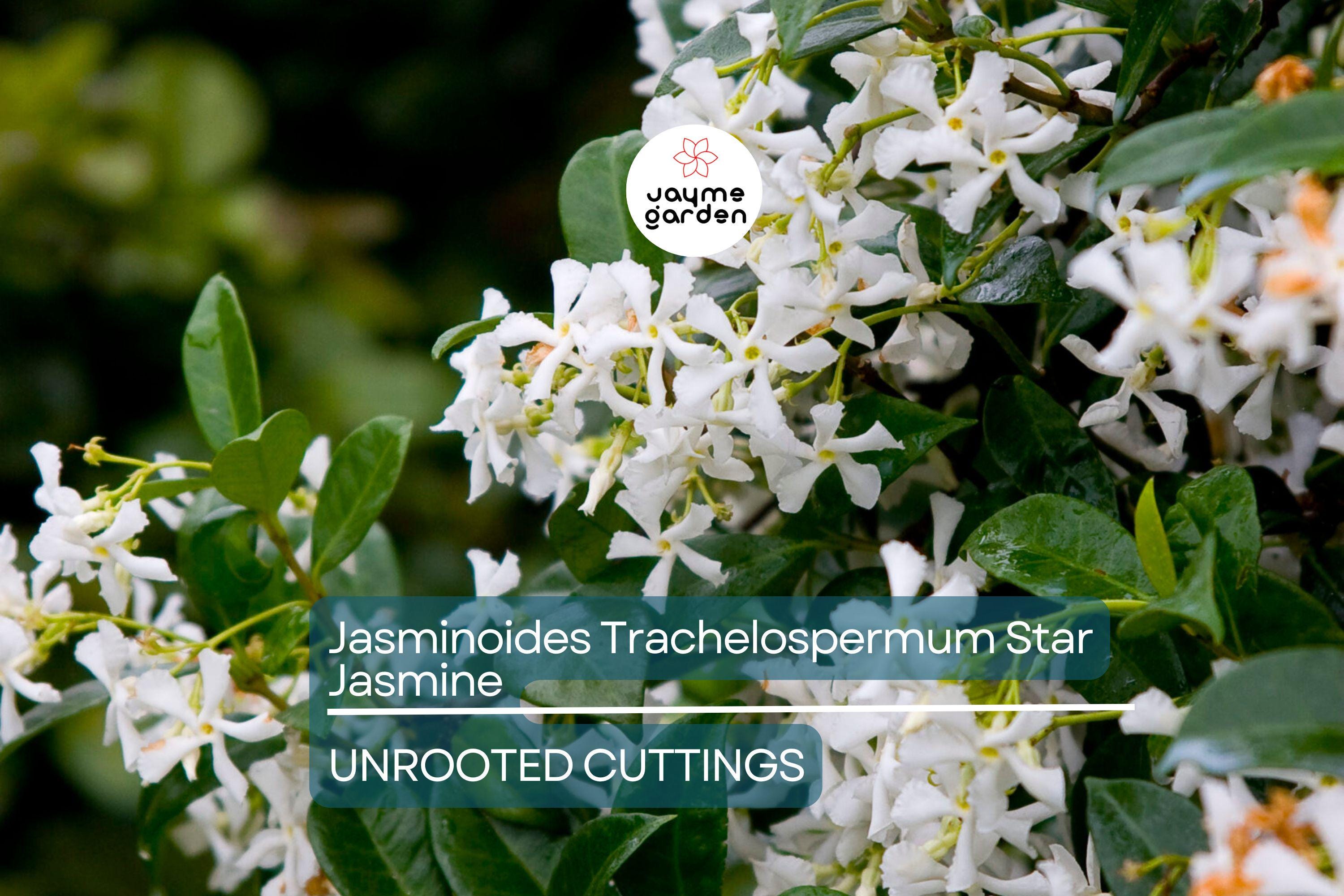 Star Jasmine Cuttings - 7 Live 6" Unrooted Cuttings, Fast-Growing, Fragrant White Blooms, USDA Zones 8-10