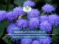 500 Seeds Ageratum DONDO BLUE, Floss Flower Monarch Butterfly Plant, Non-GMO, Vibrant Blue Blooms, Perfect for Gardens & Pollinator-friendly