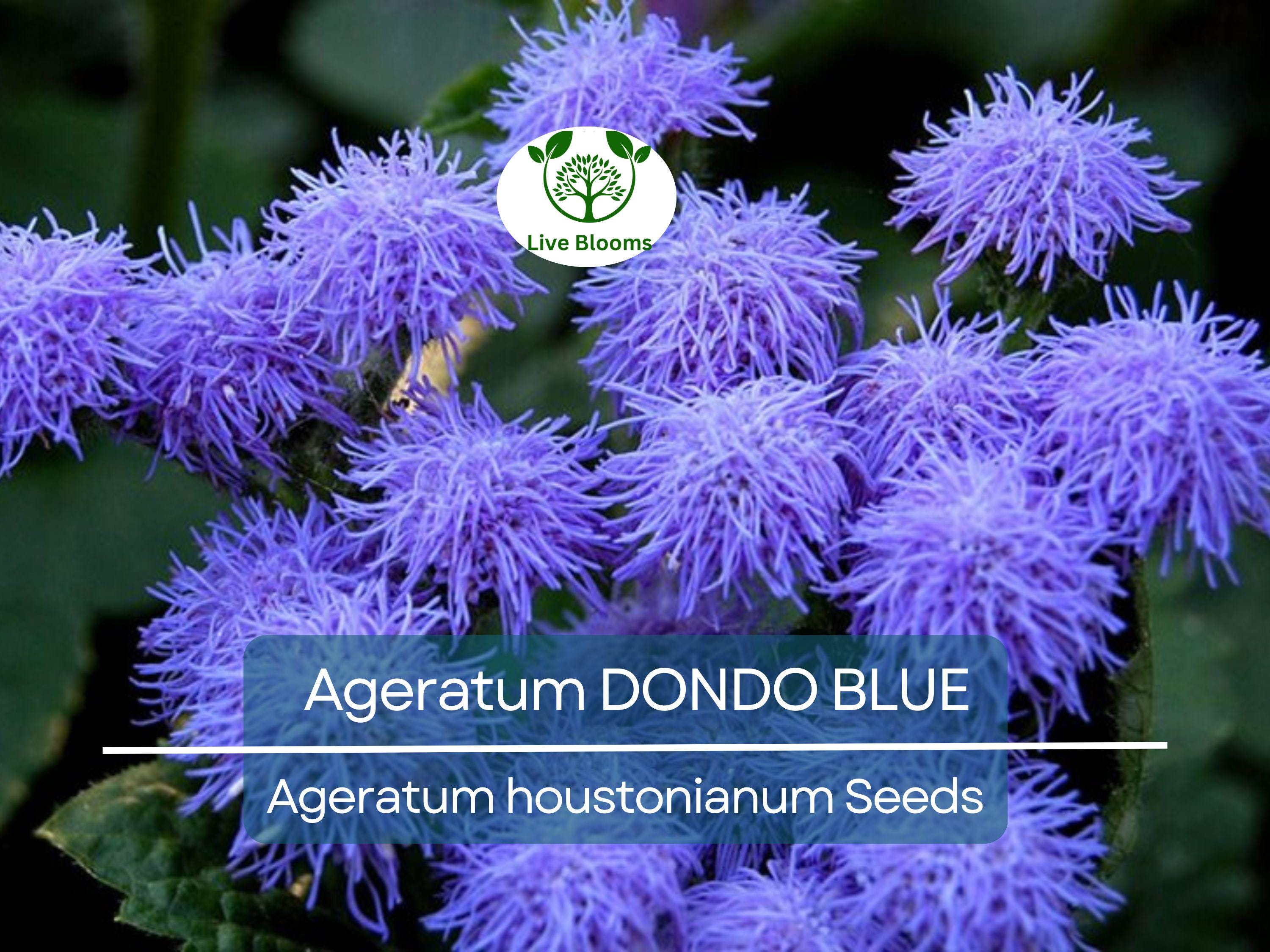 500 Seeds Ageratum DONDO BLUE, Floss Flower Monarch Butterfly Plant, Non-GMO, Vibrant Blue Blooms, Perfect for Gardens & Pollinator-friendly
