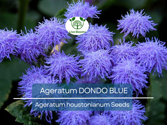 500 Seeds Ageratum DONDO BLUE, Floss Flower Monarch Butterfly Plant, Non-GMO, Vibrant Blue Blooms, Perfect for Gardens & Pollinator-friendly
