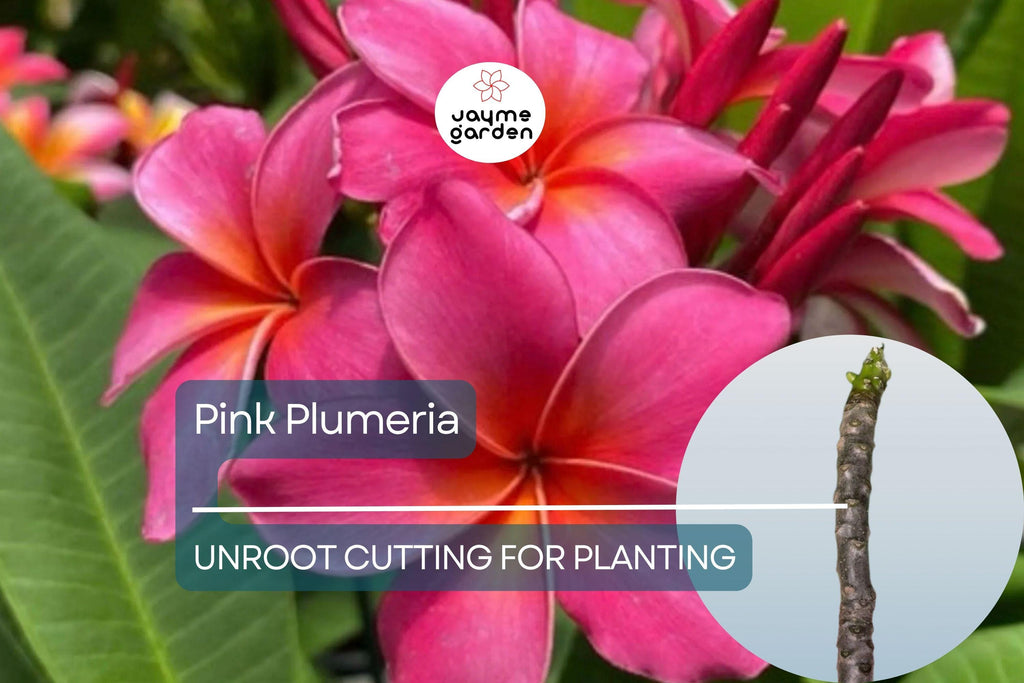 1 Pink Plumeria Unrooted Cutting - Fresh Starter Cutting, Single Head, 10 Inches - Tropical Plant with Fragrant Pink Flowers Plumeria Rubra