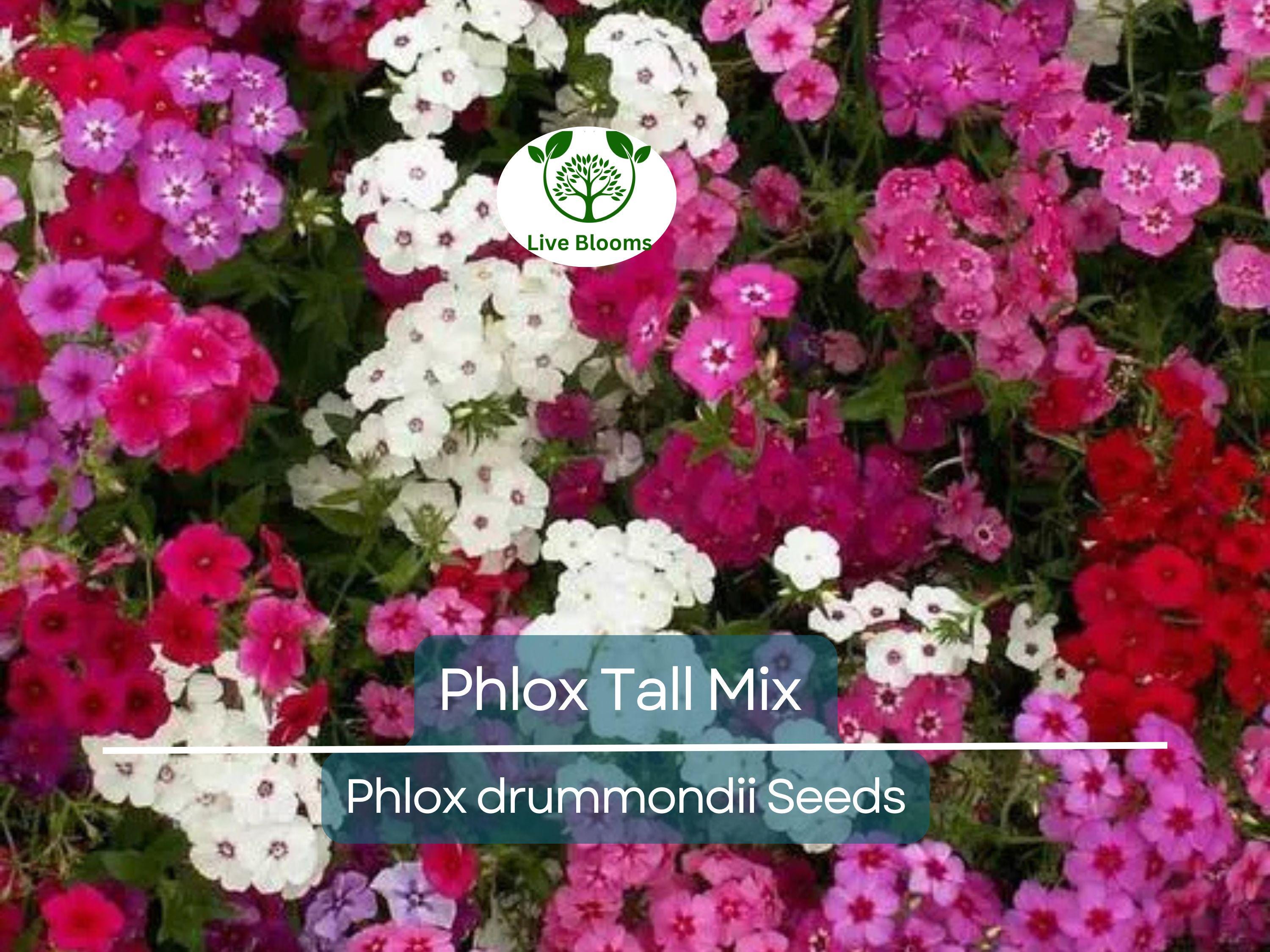 500 Seeds Phlox Tall Mix, Pink, White, Red Flowers, 18" Tall, Spring Blooms, Heirloom, Non-GMO, Perennial, Vibrant Garden Flowers