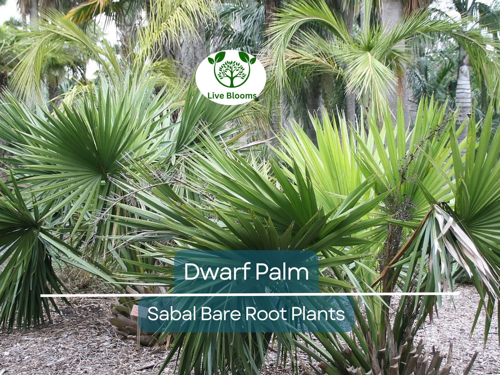 3 Dwarf Palm Trees – Live Bare Root Plants – Compact Tropical Bundle – Cold Hardy & Low Maintenance Indoor/Outdoor Palms