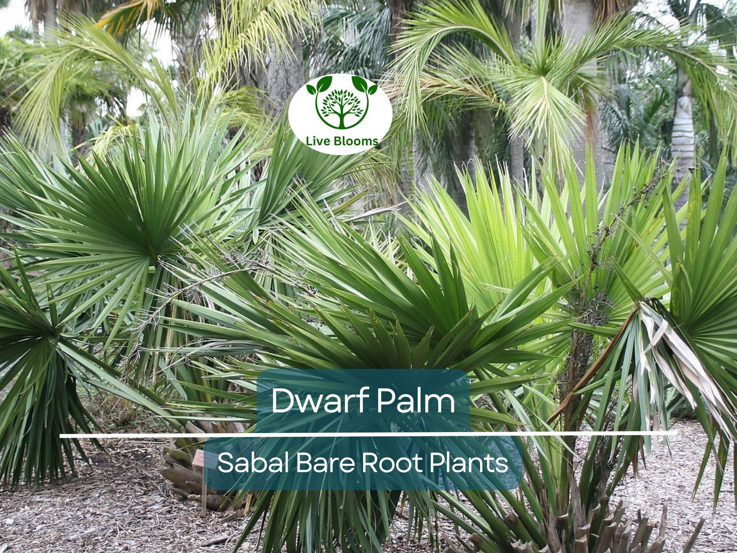 3 Dwarf Palm Trees – Live Bare Root Plants – Compact Tropical Bundle – Cold Hardy & Low Maintenance Indoor/Outdoor Palms
