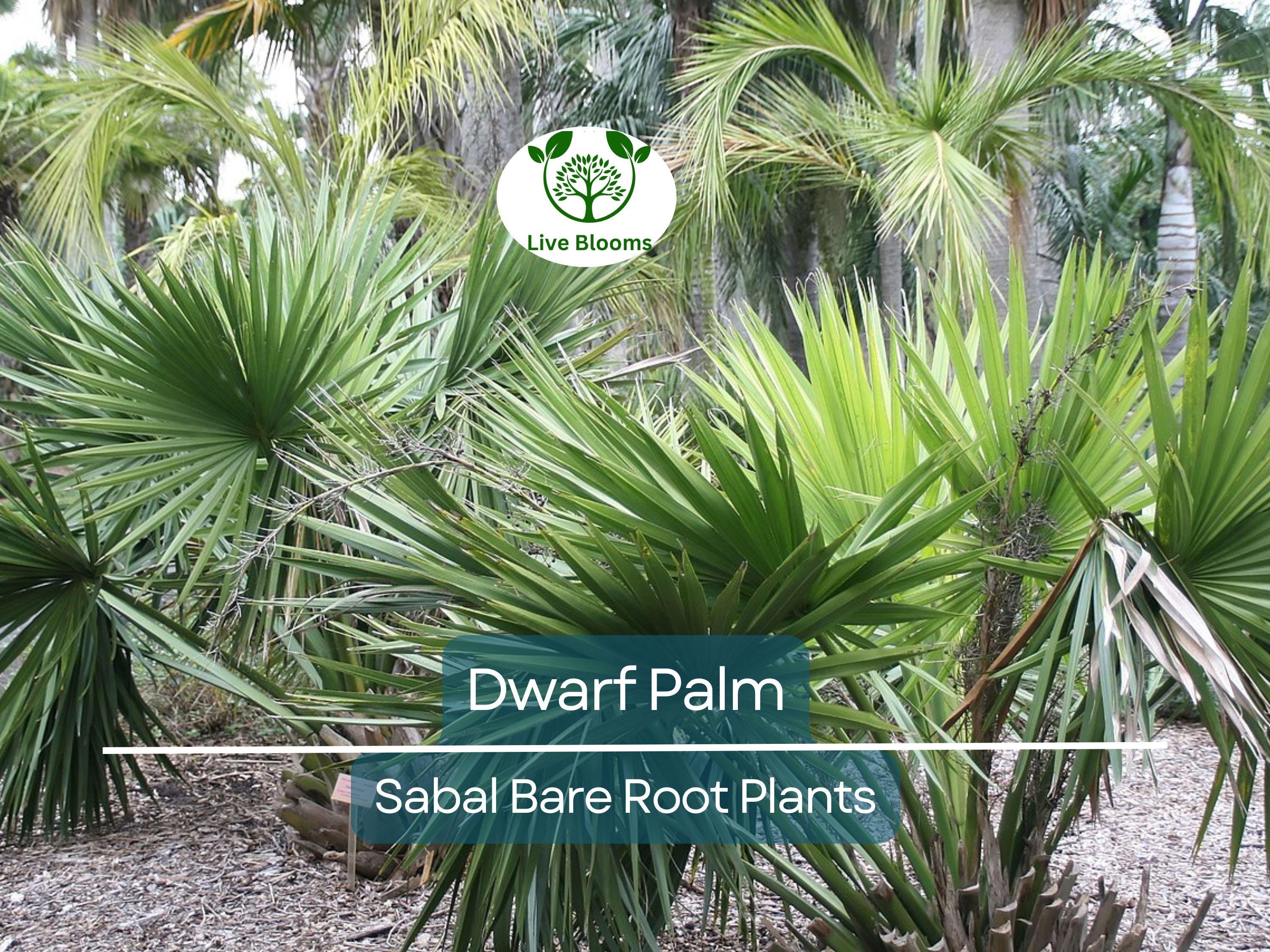 3 Dwarf Palm Trees – Live Bare Root Plants – Compact Tropical Bundle – Cold Hardy & Low Maintenance Indoor/Outdoor Palms