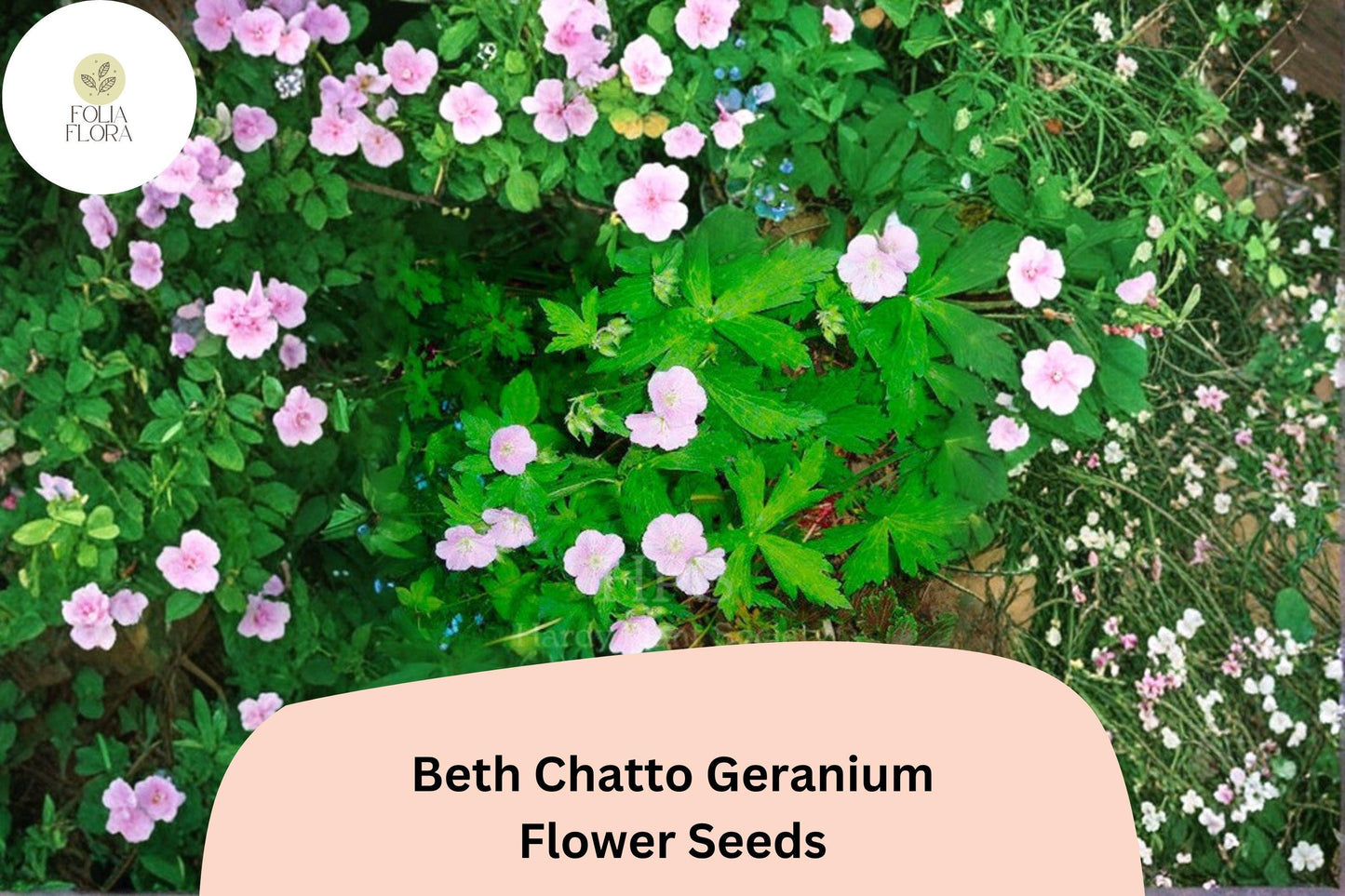 25+ Beth Chatto Geranium Seeds: Hardy Perennial Garden Plant, Pink-Purple Blooms, Easy to Grow, Ideal for Pots & Borders