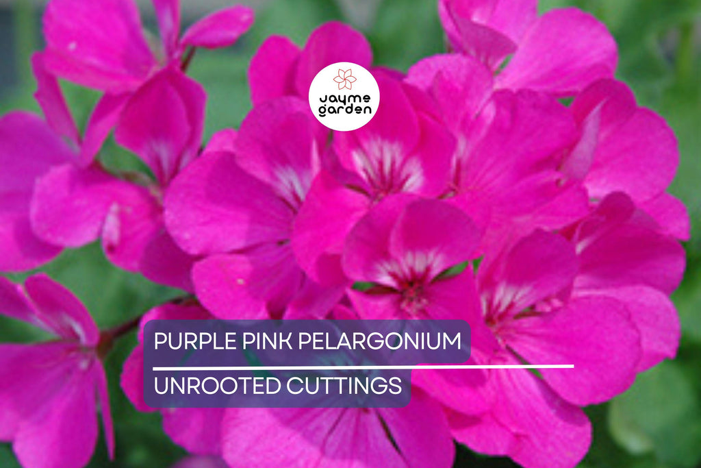 3 Stunning Purple Pink Pelargonium Regal Geranium 6” Live Plant Cuttings – Orchid-Like Flowers, Easy Care, Root & Grow Fast