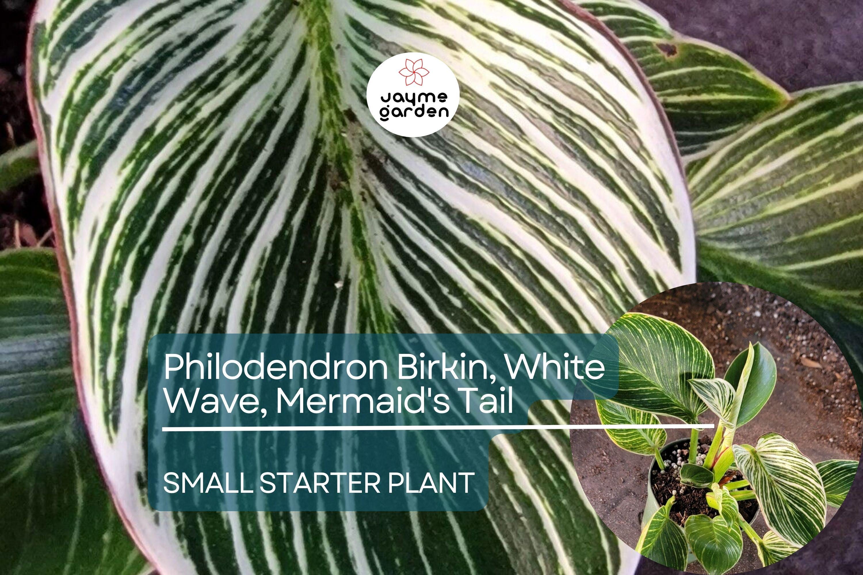Philodendron Birkin Starter Plant - White Wave, Mermaid's Tail - Unique Variegated Foliage for Indoor Decor & Tropical Houseplant Lovers