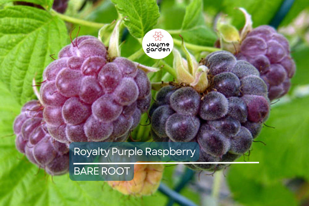 Royalty Purple Raspberry Bare Root Canes | 2-Year-Old Plants | Large Berries | Sweet Flavor | Cold Hardy | USDA Zones 4-8