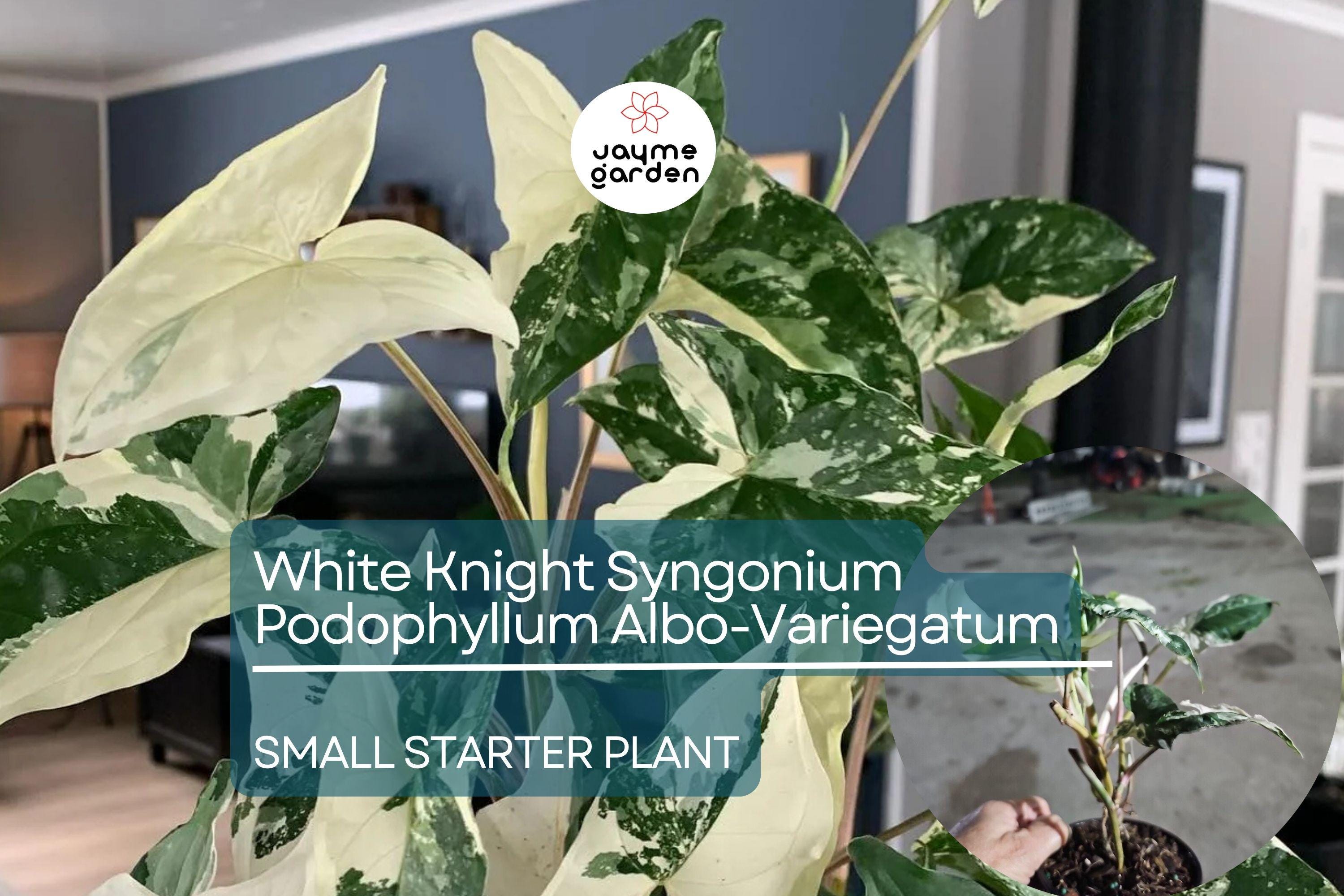 White Knight Syngonium Starter Plant - Podophyllum Albo-Variegatum, Marble Variegated, Unique Foliage for Indoor Decor & Tropical Gardens