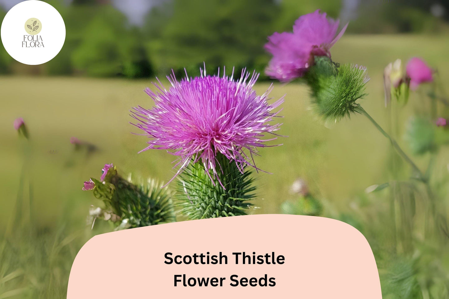 200+ Scottish Thistle Seeds | Onopordum acanthium | Garden Flower Seeds | Ornamental & Pollinator-Friendly Plant