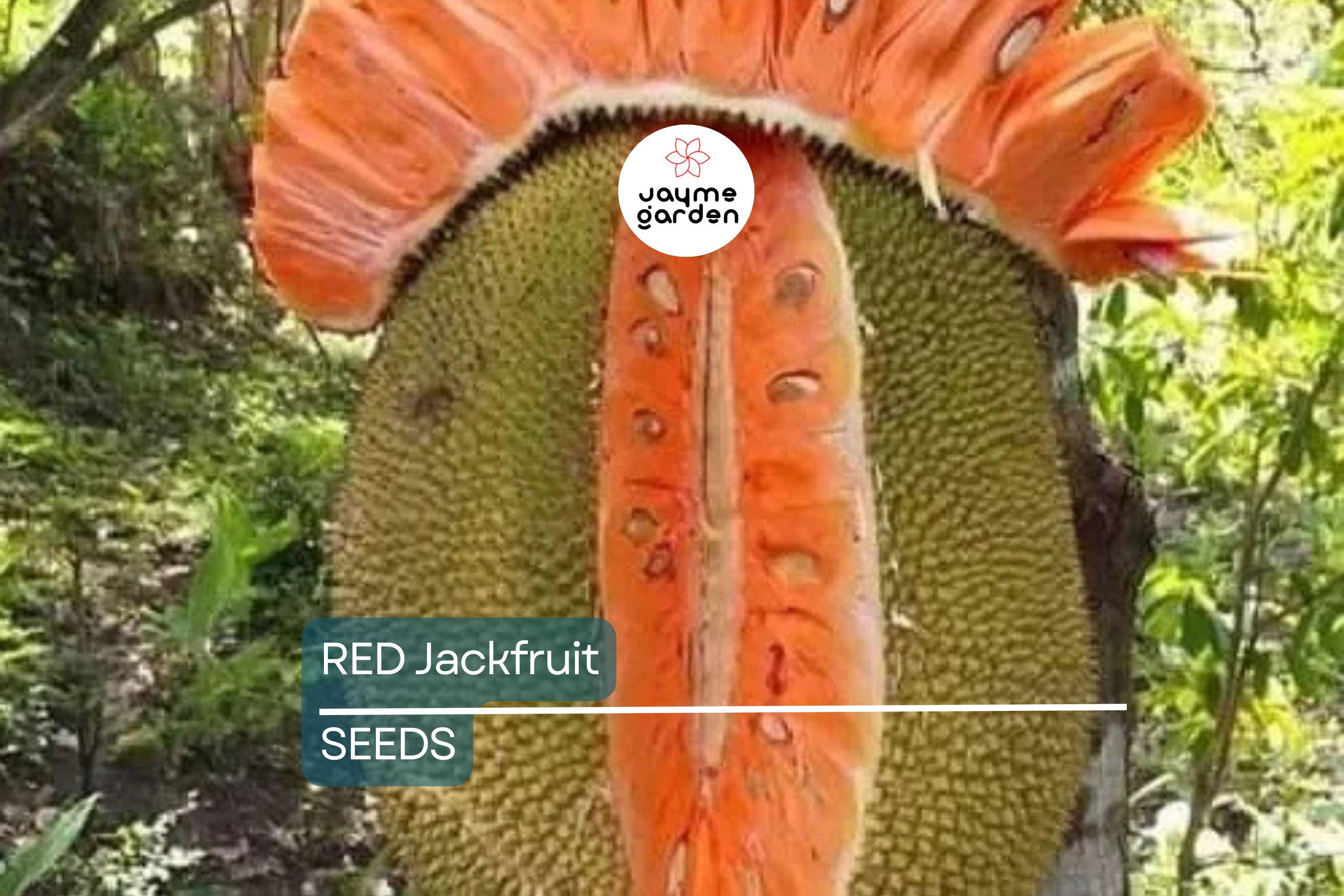 10 Fresh Red Jackfruit Seeds - Tropical Jack Fruit Tree Seeds - High Germination Rate, Ready to Grow