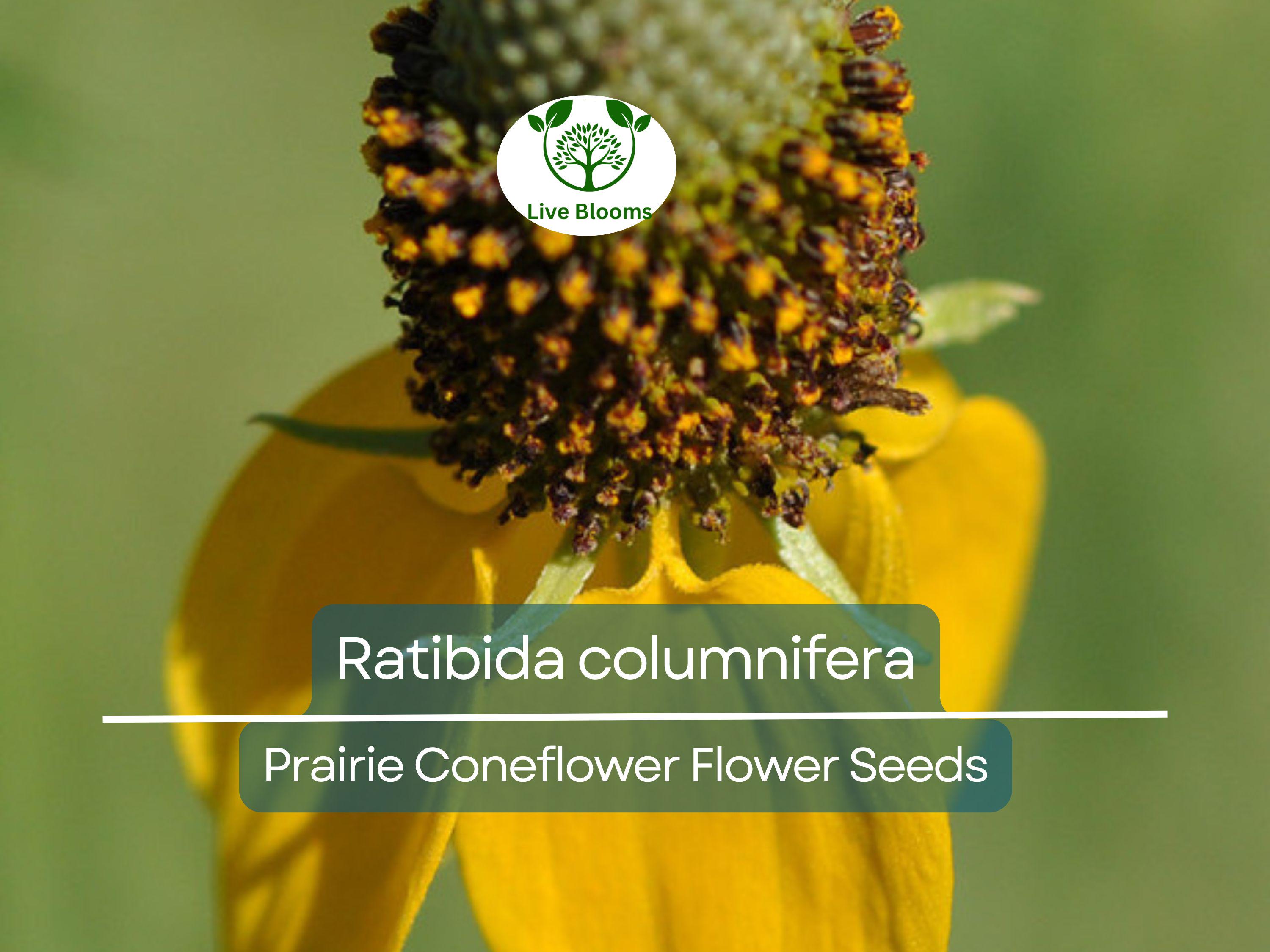 150 Seeds Prairie Coneflower (Ratibida columnifera) for Planting | Native Wildflower for Meadows, Pollinator Gardens & Landscapes