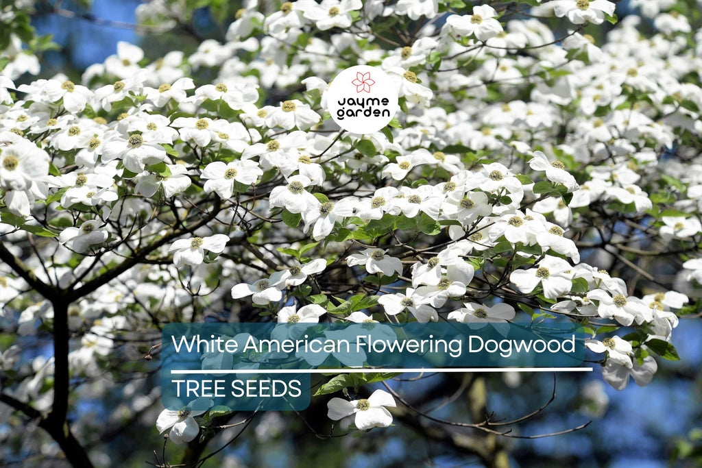 10 White American Flowering Dogwood Tree Seeds (Cornus florida) – Hardy Ornamental, 15-30' Tall