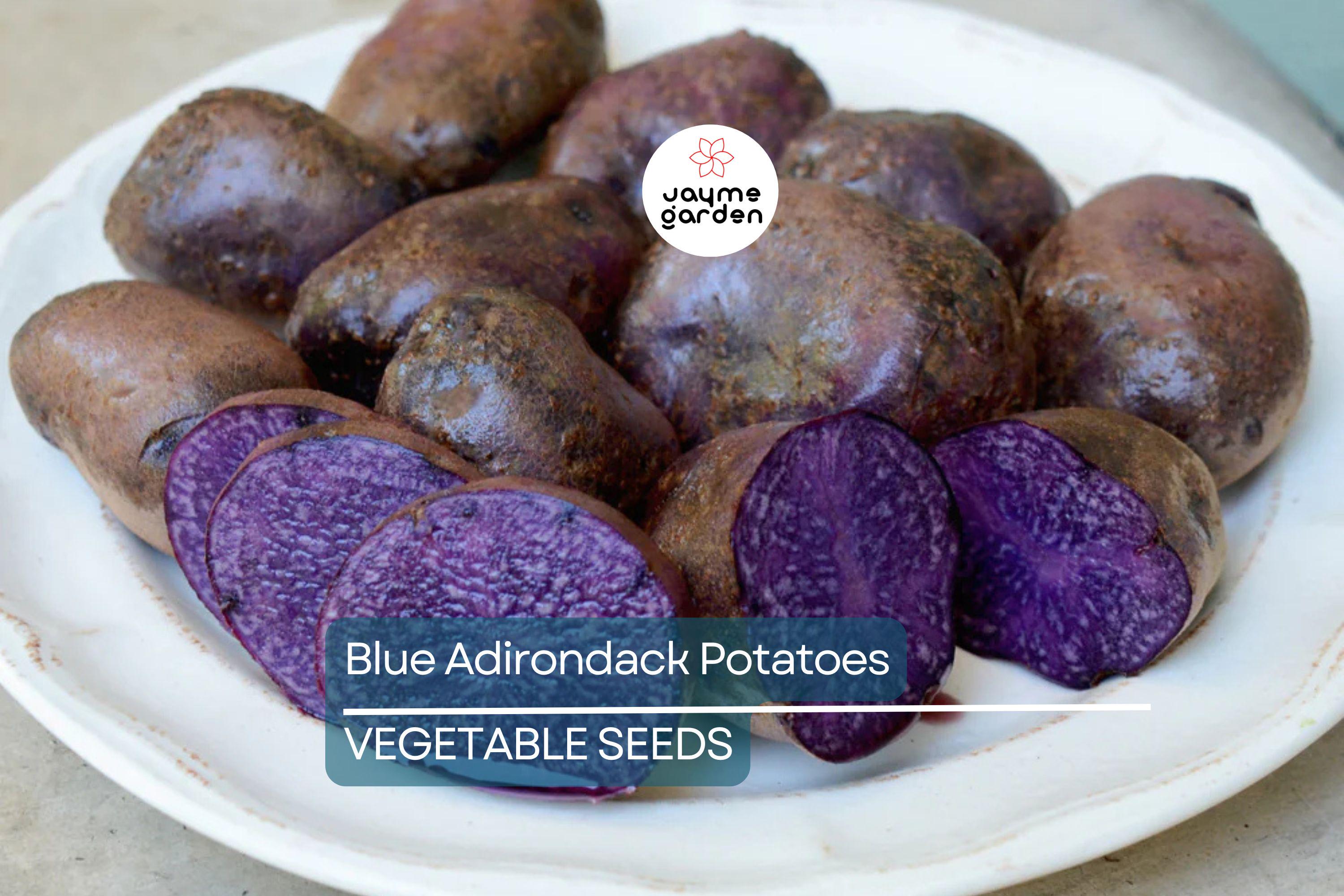 Blue Adirondack Seed Potatoes - USDA Certified, 500g Purple Potatoes for Planting, Nutrient-Rich, Vibrant & Versatile for Home Gardens