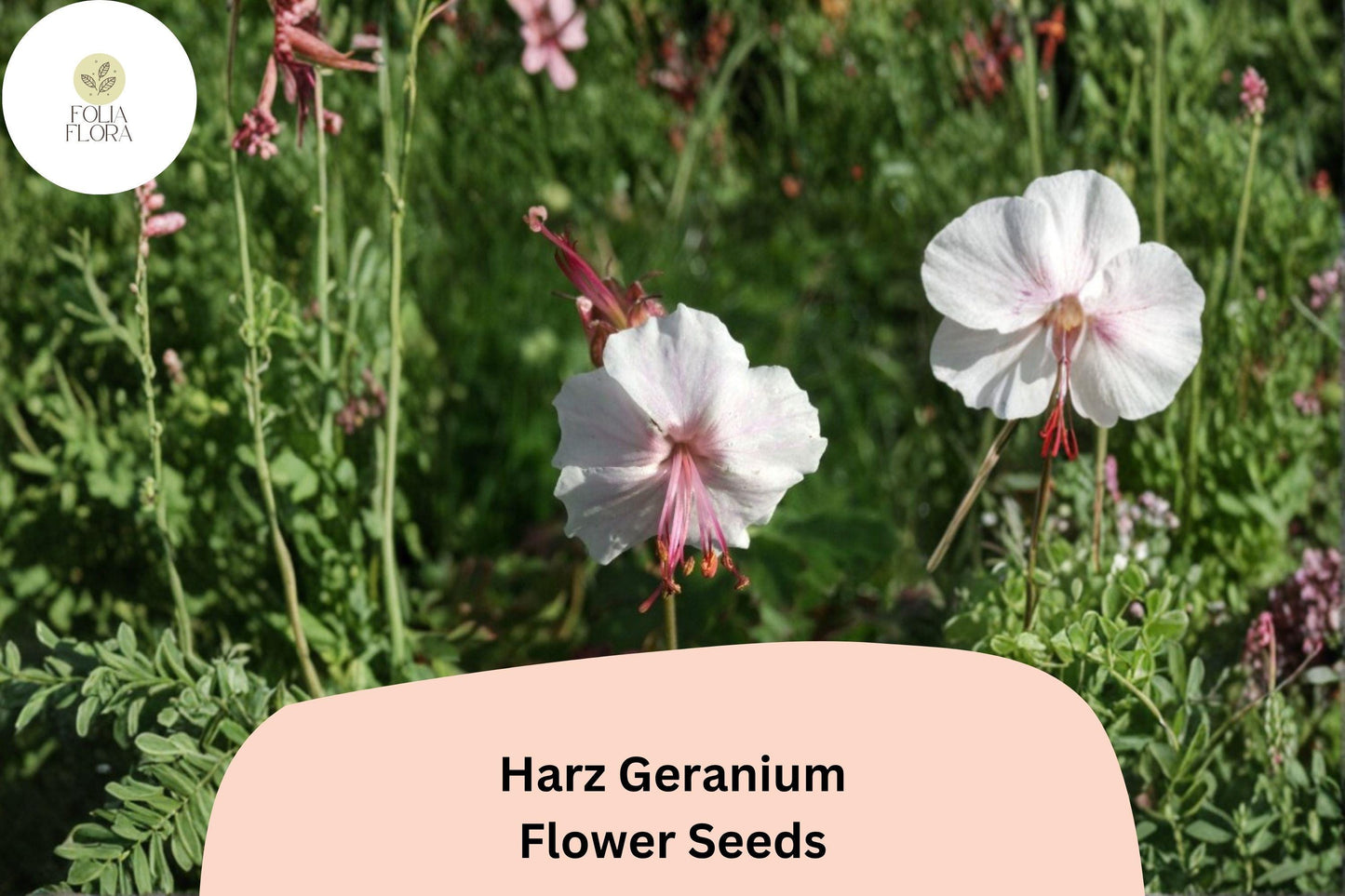 25+ Harz Geranium Seeds | White Cranesbill Perennial | Hardy Garden Flower Seeds
