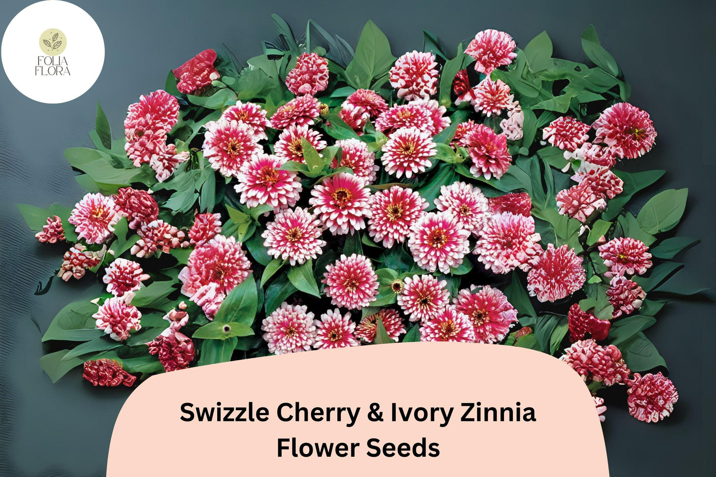 Swizzle Cherry & Ivory Zinnia Seeds: Bi-Color Blooms, Pollinator Garden
