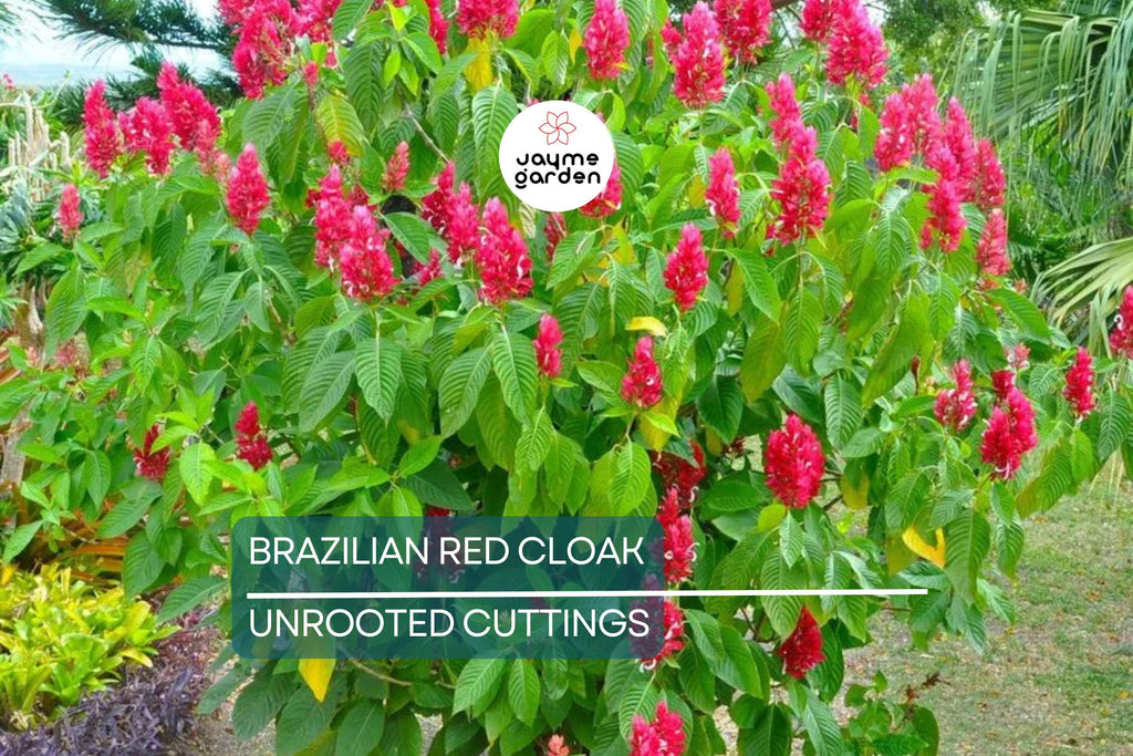 Brazilian Red Cloak 7 Fresh Cuttings – Easy to Root Exotic Shrub